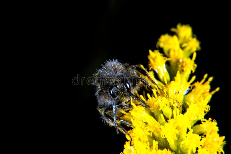 Bumblebee stock image. Image of bombus, outdoors, blossom 100865847