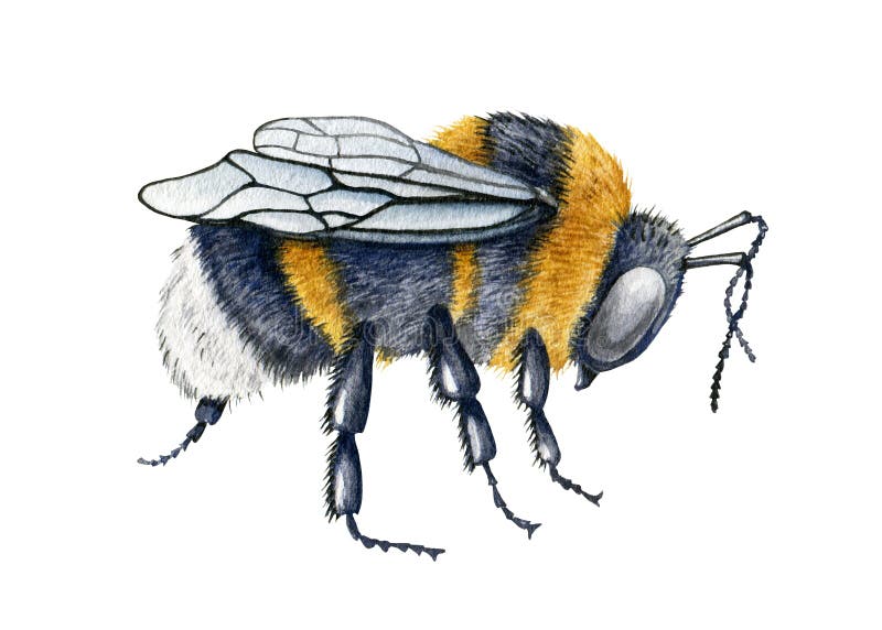 Bumblebee close up watercolor illustration. Hand drawn fluffy striped meadow insect. Black and yellow honey bee side view.