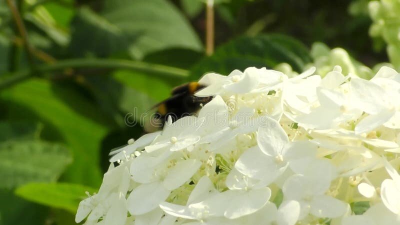 Bumblebee collecte le nectar sur la fleur d'hydrangea clips vidéos