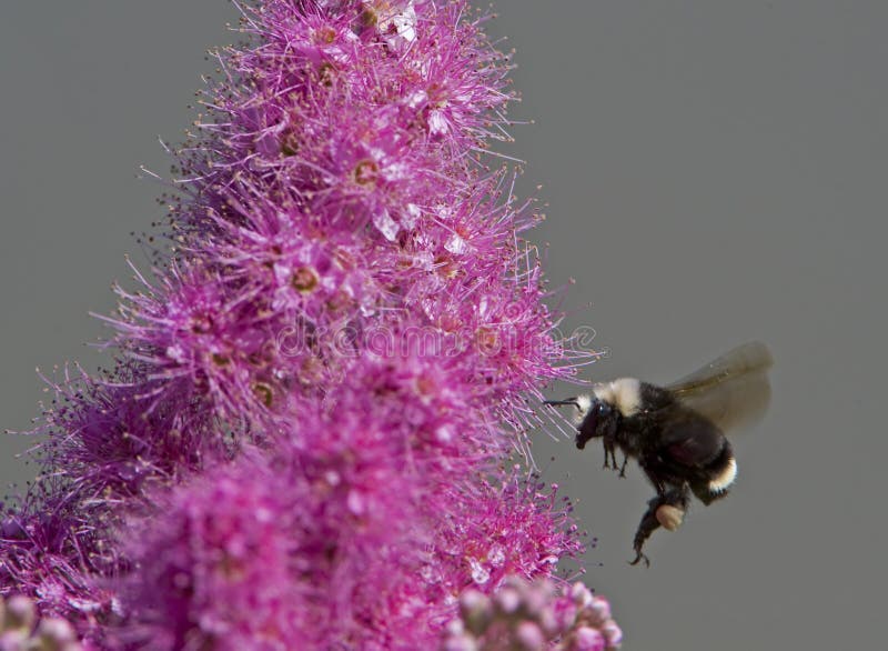 Bumblebee collecting pollen royalty free stock photo