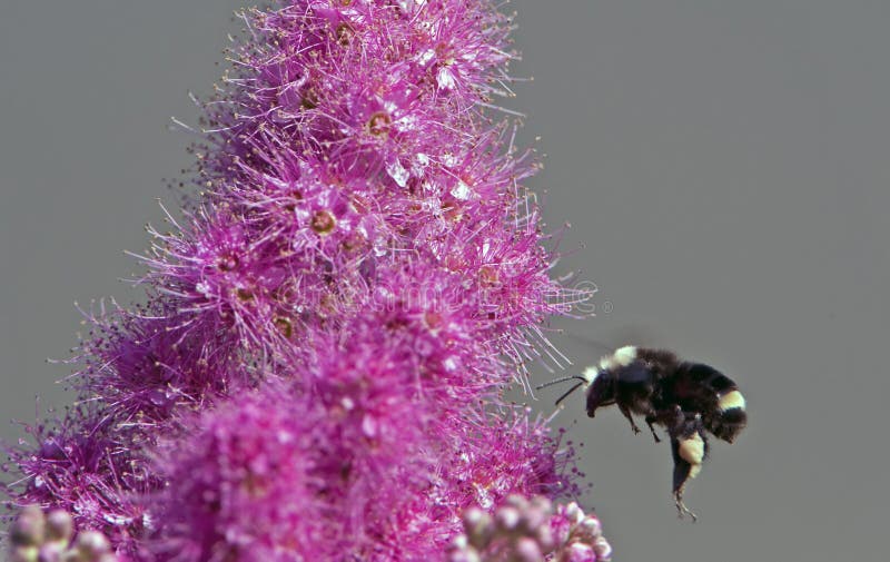 Bumblebee collecting pollen stock photo
