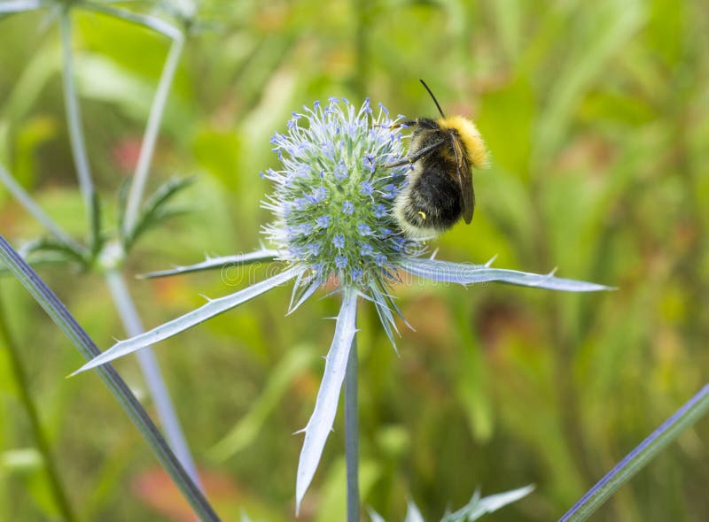 Bumblebee Collecting Pollen from Flower of Prickly Weed Stock Photo