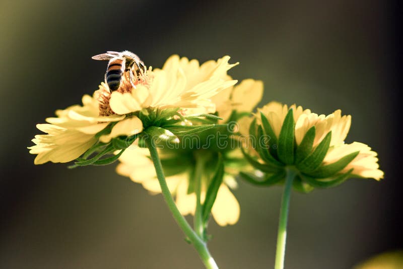 A bumblebee collecting pollen royalty free stock photo