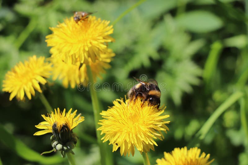 Bumblebee on a dandelion blossom