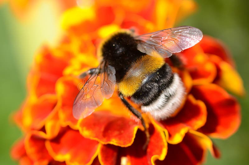 Bumblebee stock image. Image of agriculture, insect, pollen 44601151