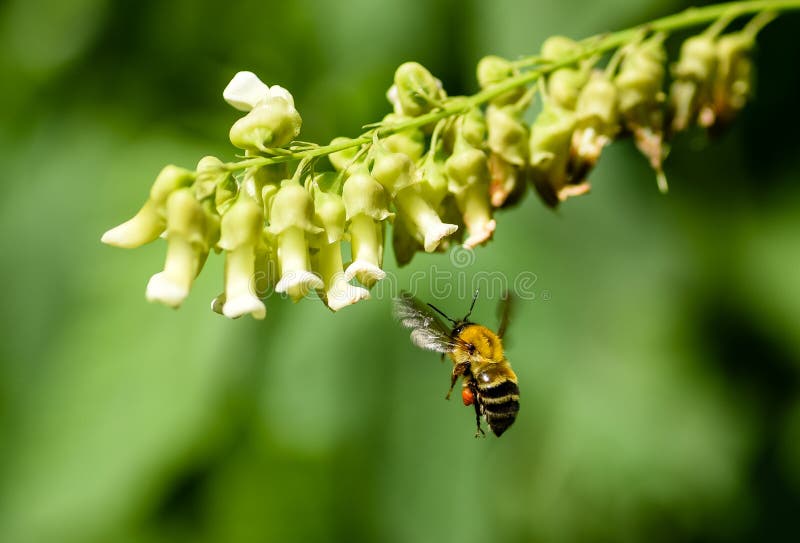 Bumblebee in Flight Gathering and Transporting Pollen in an Orange