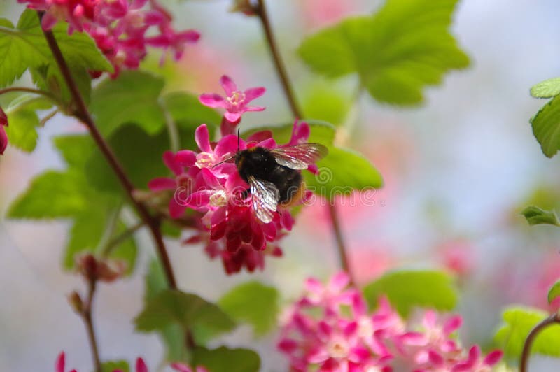 Bumblebee on flower stock image. Image of pollen, fauna 90574595