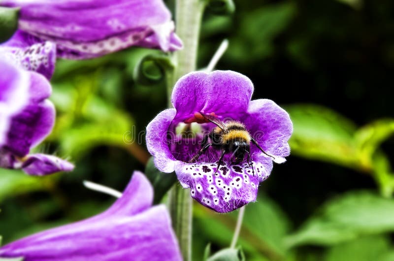 Bumblebee in a Flower stock image. Image of flowers 104420271