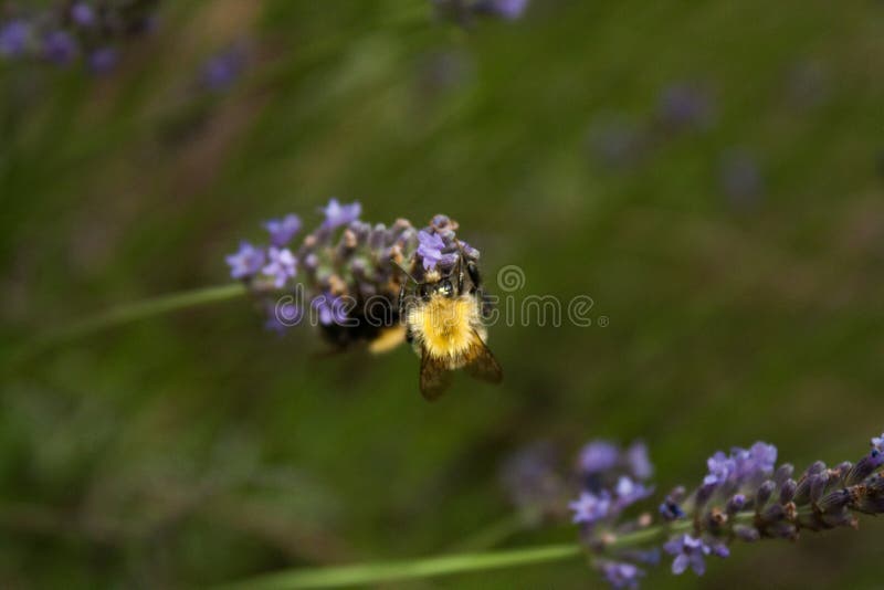 A bumblebee gathers nectar from a lavender flower stock photography A bumblebee gathers nectar from a lavender flower stock photography