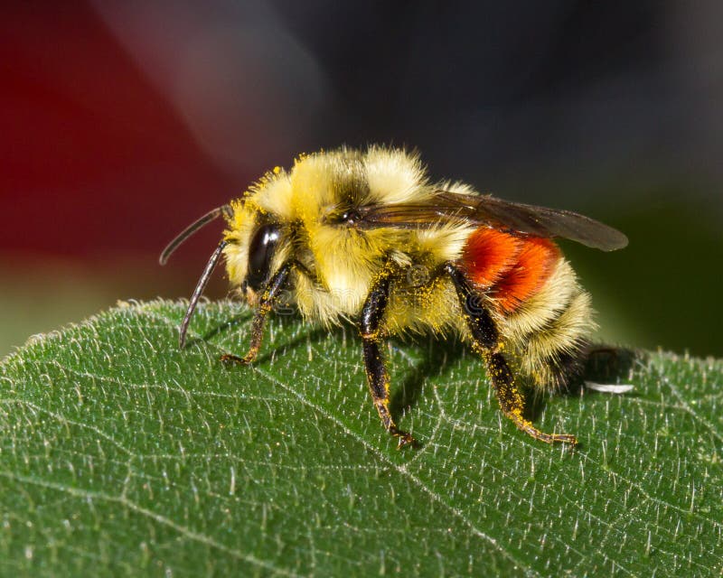 Bumblebee stock photo. Image of process, pollinating 119921904