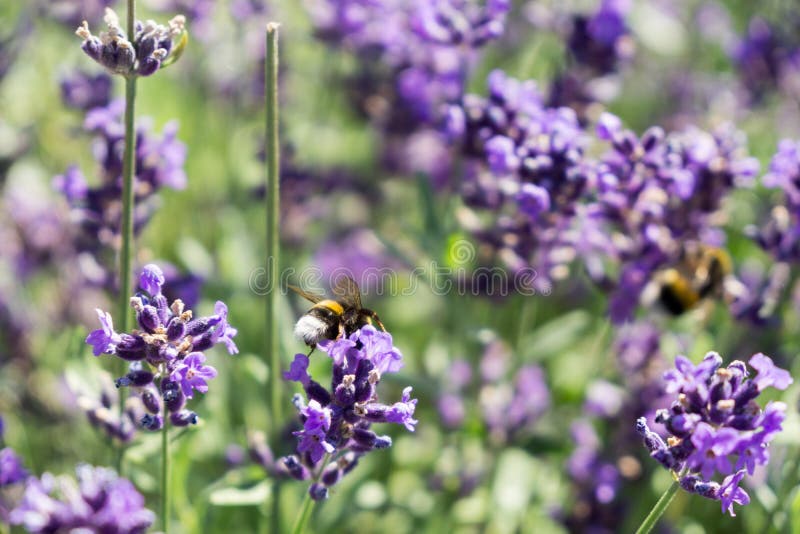 Bumblebee on lavender flower. Slovakia