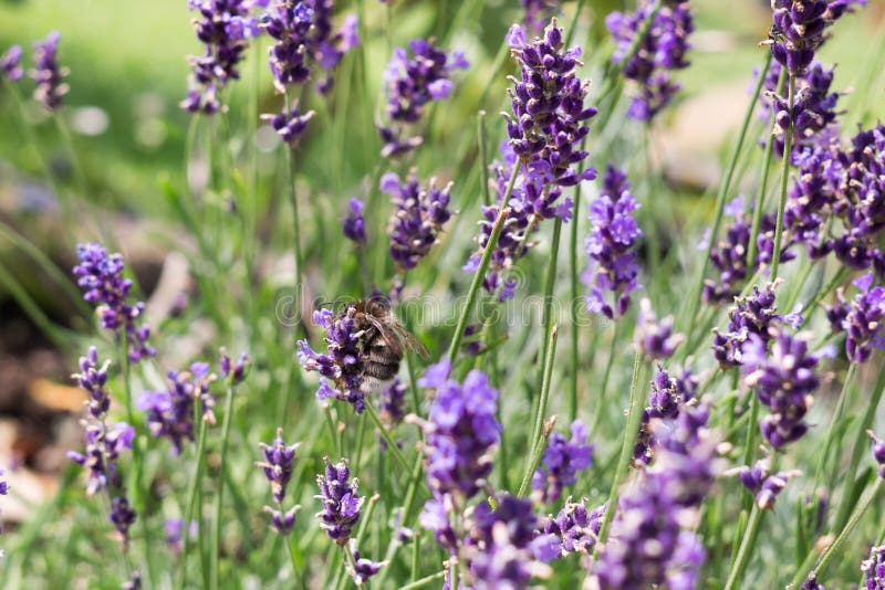 Bumblebee on lavender flower. Slovakia