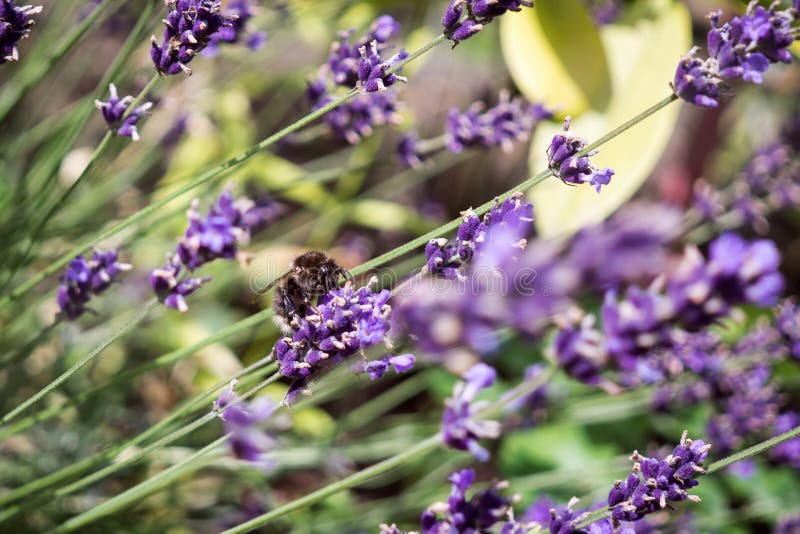 Bumblebee on lavender flower. Slovakia