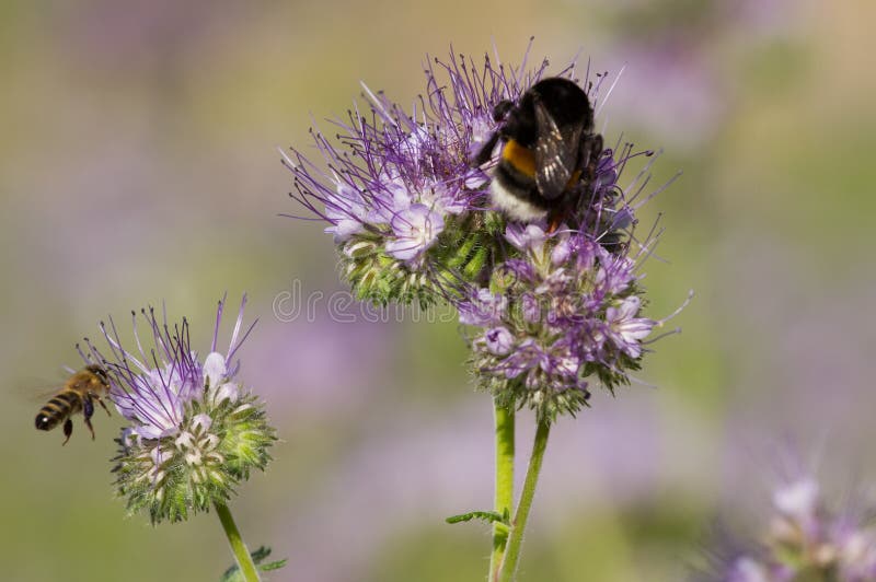 Bumblebee and phacelia flower