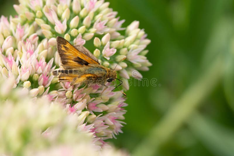 Bumblebee polinizando um sedum floral imagem de stock Bumblebee polinizando um sedum floral imagem de stock