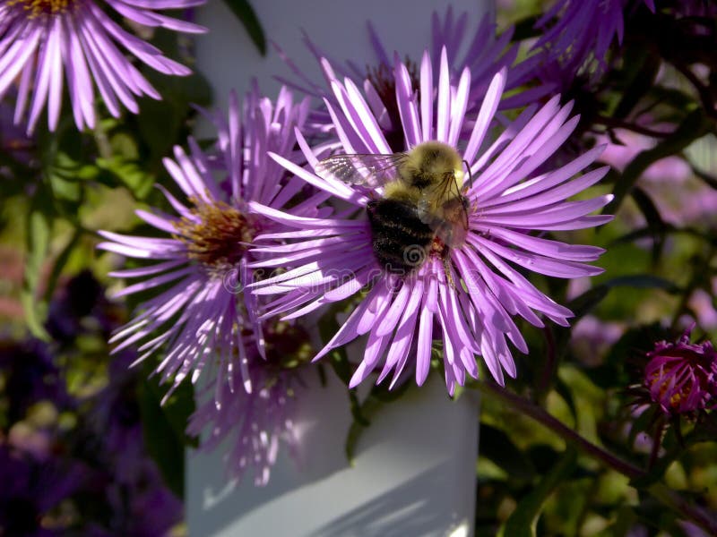 Yellow Bumblebee on a New England Aster royalty free stock photo Yellow Bumblebee on a New England Aster royalty free stock photo