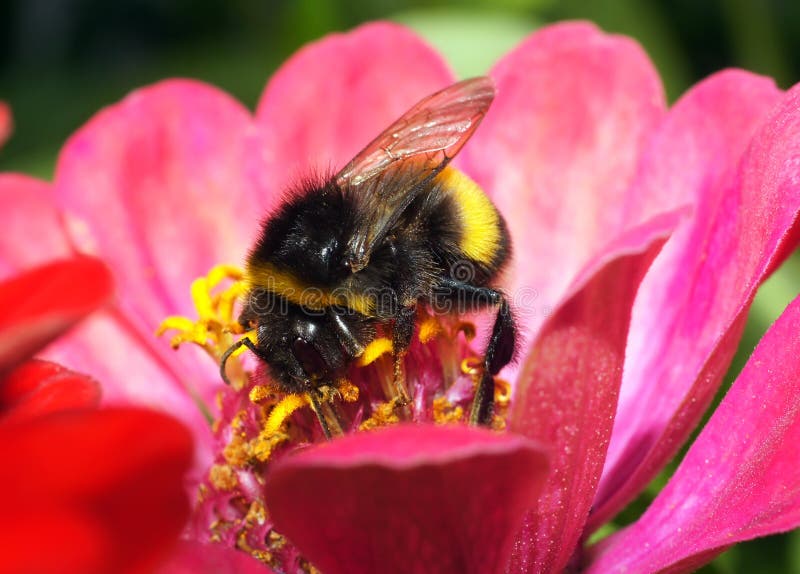 Download Bumblebee pyłek zbierania zdjęcie stock. Obraz złożonej z płatek - 57671550