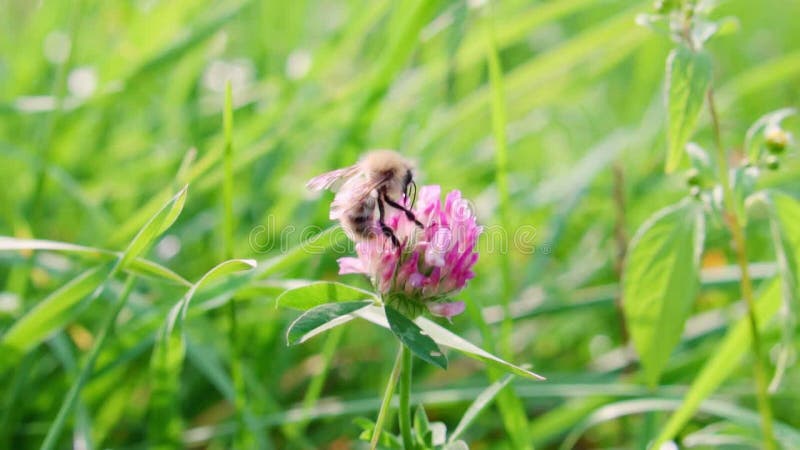 Bumblebee ramasse le nectar d'une fleur au ralenti banque de vidéos