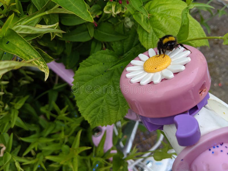 A bumblebee sitting on a take daisy flower bike bell