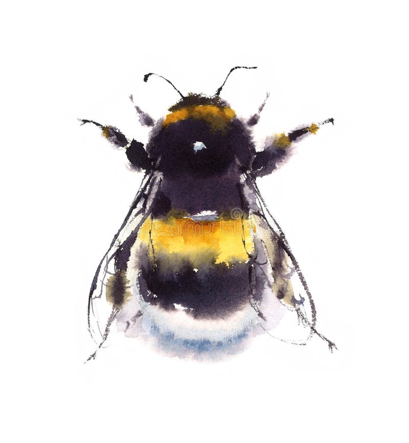 English Bumble Bee, Bees!, Pinterest