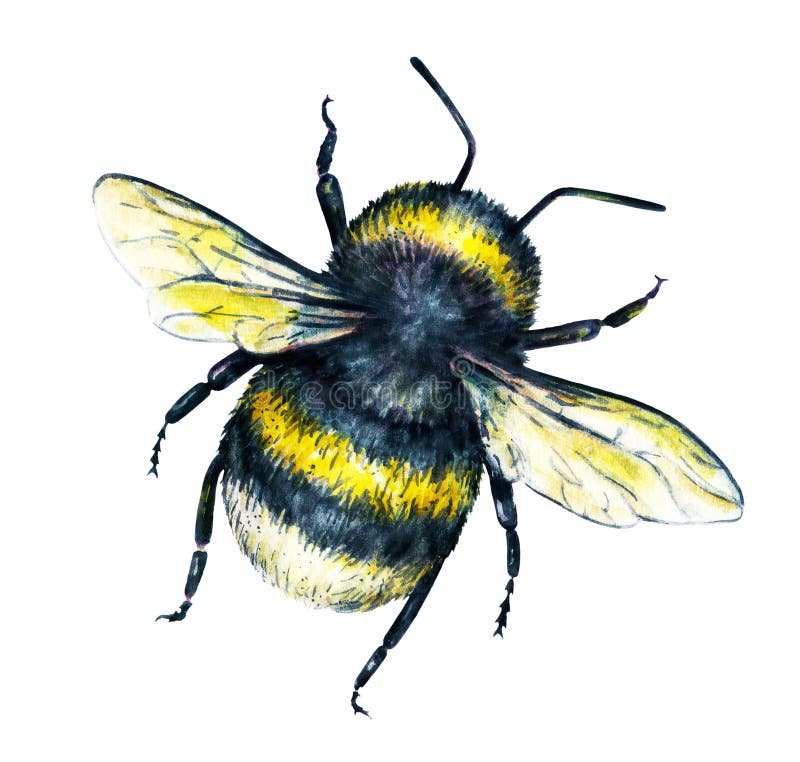 Bumblebee on a white background. Watercolor drawing. Insects art. Handwork. Top view