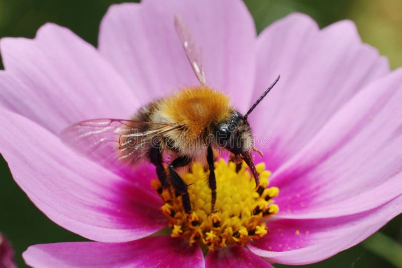 Bumblebee royalty free stock images