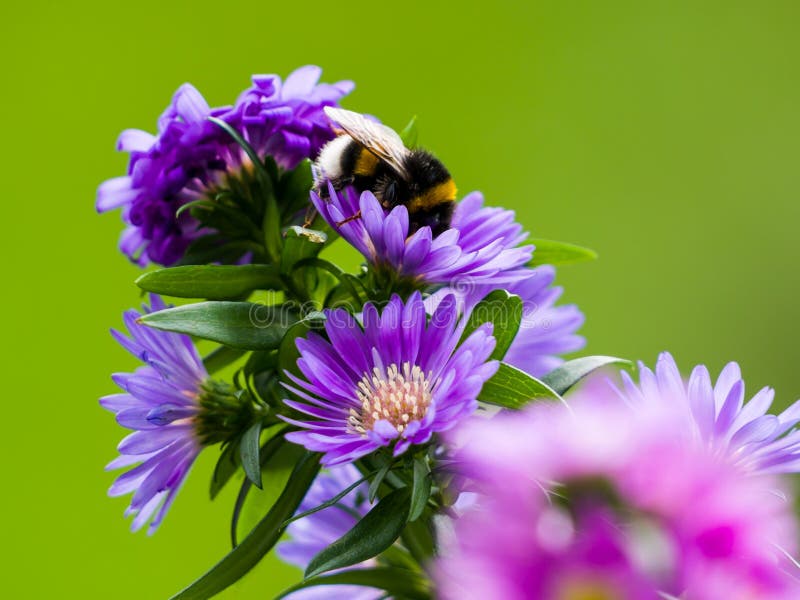 Bumblebee On The Violet Aster Flowers Stock Image Image Of Violet