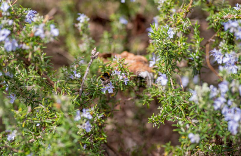 Bumblebee που πετά μεταξύ lavender των εγκαταστάσεων την άνοιξη στοκ εικόνες Bumblebee που πετά μεταξύ lavender των εγκαταστάσεων την άνοιξη στοκ εικόνες