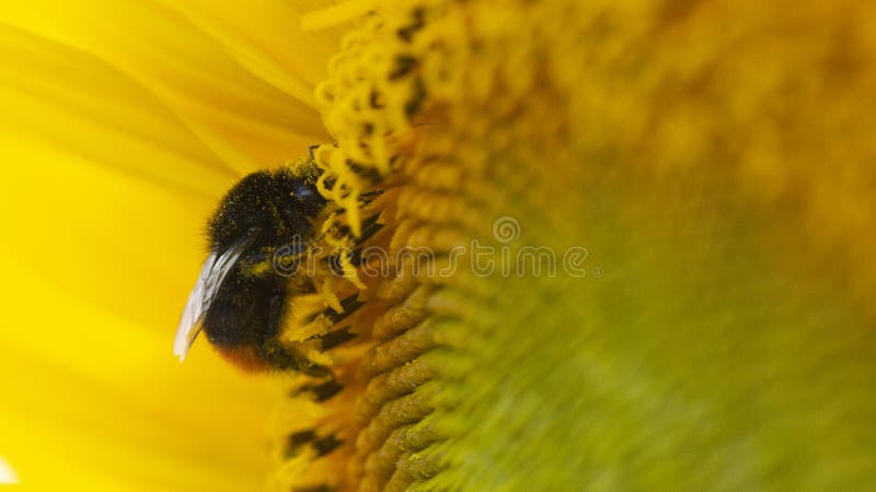 Bumblebee σε μια κίτρινη γύρη, συλλέγει το νέκταρ ηλίανθων στοκ εικόνα με δικαίωμα ελεύθερης χρήσης