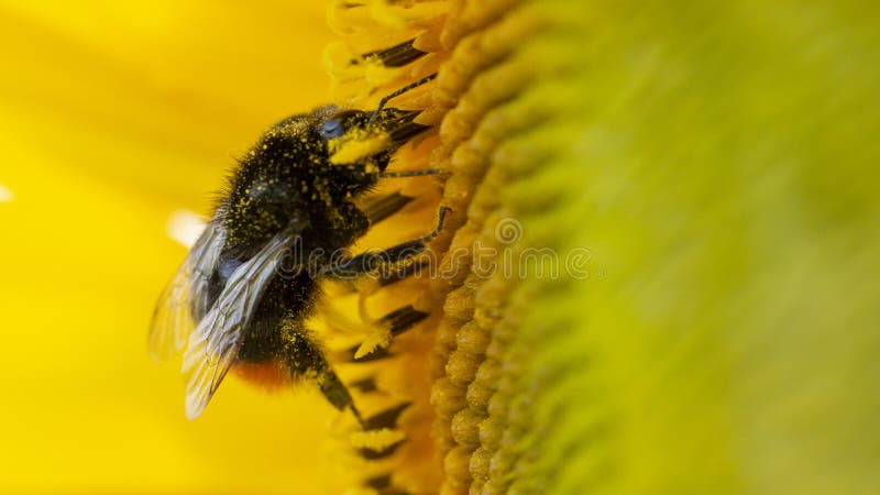 Bumblebee σε μια κίτρινη γύρη, συλλέγει το νέκταρ ηλίανθων στοκ εικόνες με δικαίωμα ελεύθερης χρήσης