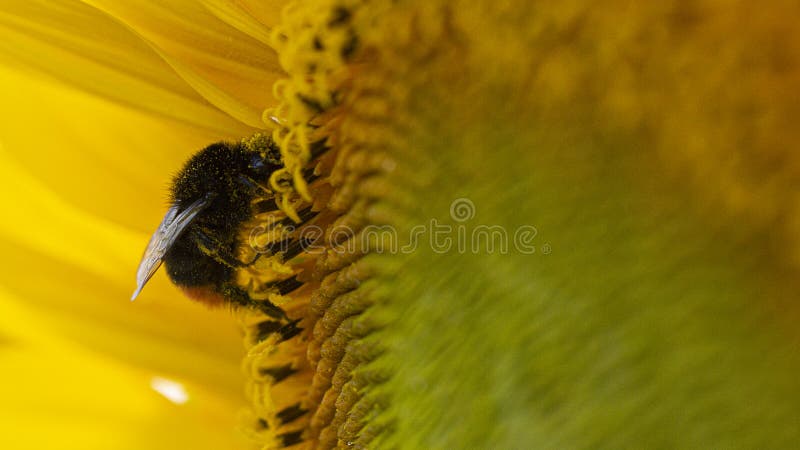 Bumblebee σε μια κίτρινη γύρη, συλλέγει το νέκταρ ηλίανθων στοκ φωτογραφία με δικαίωμα ελεύθερης χρήσης