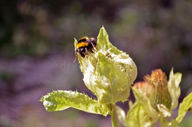 Bumblebee συλλέγει τη γύρη σε τραχιές εγκαταστάσεις κάτω από τον ήλιο στοκ εικόνα Bumblebee συλλέγει τη γύρη σε τραχιές εγκαταστάσεις κάτω από τον ήλιο στοκ εικόνα