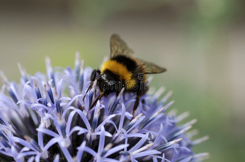 Bumblebee3