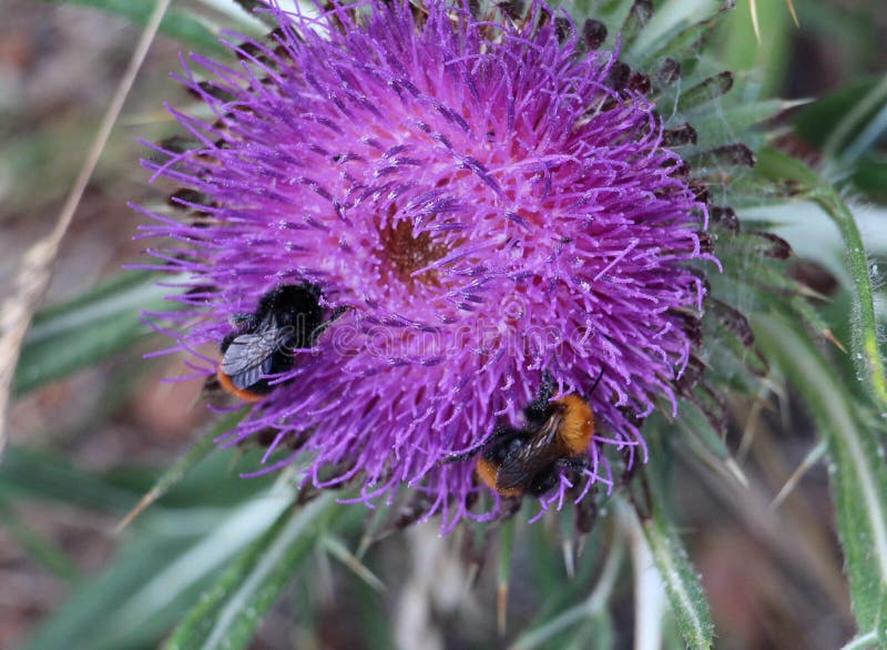Bumblebees Colect Pollen from Thistle Thorn Stock Photo Image of