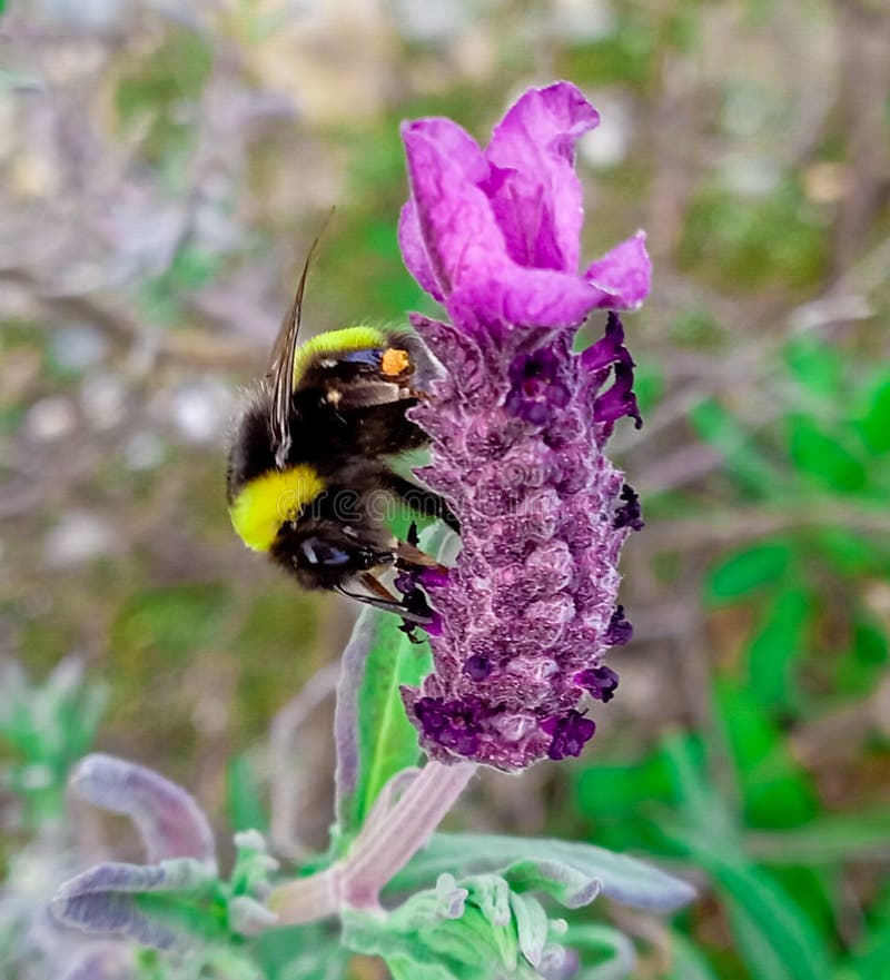 Bumblebees are Good Pollinators for All Types of Plants Stock Photo