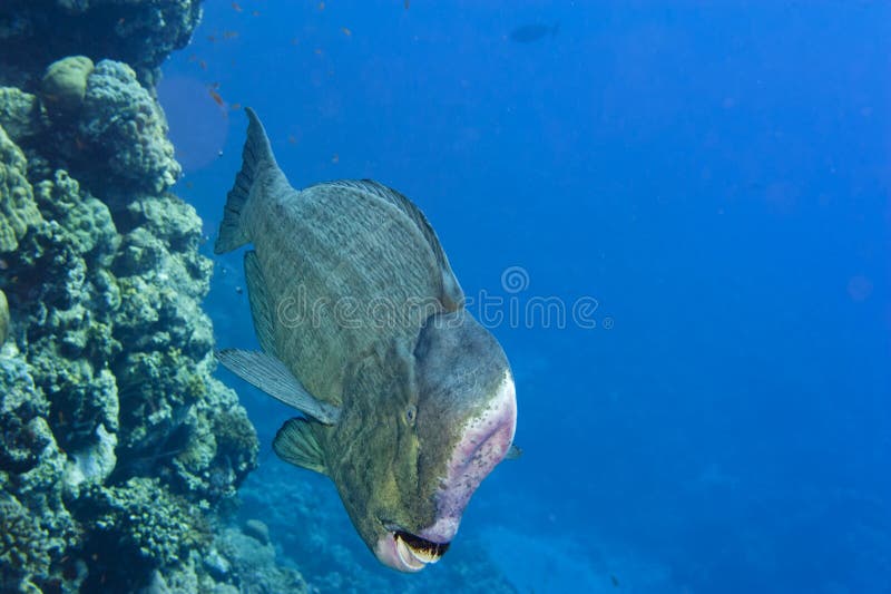 Bump Head Jack Fish Close Up Portrait in the Reef Background Stock ...