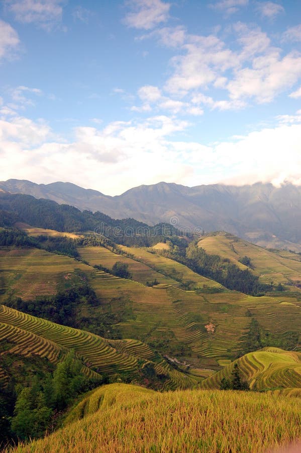 Bumper harvest season stock image. Image of asia, hill 7593271