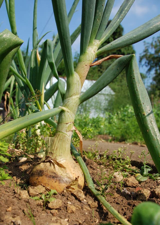 Bumper onion crop stock photo. Image of garden, organic 5858210