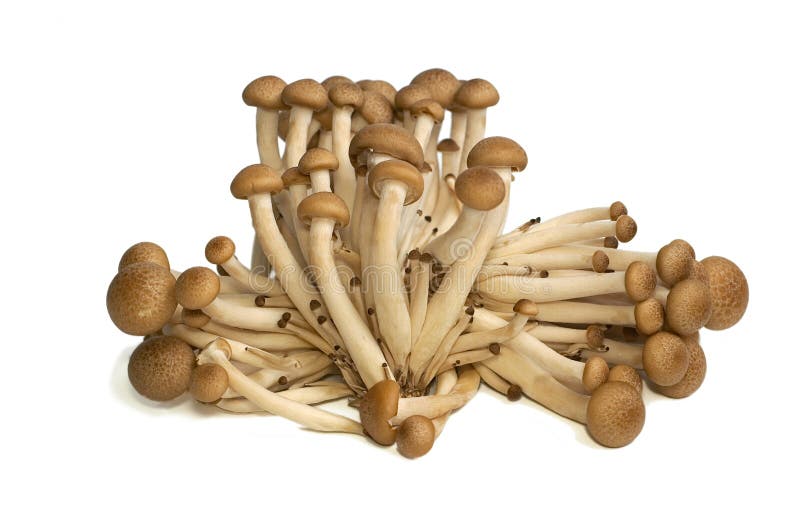 Buna Shimeji mushrooms