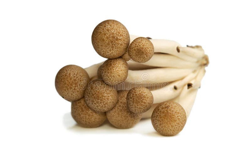 Buna Shimeji mushrooms