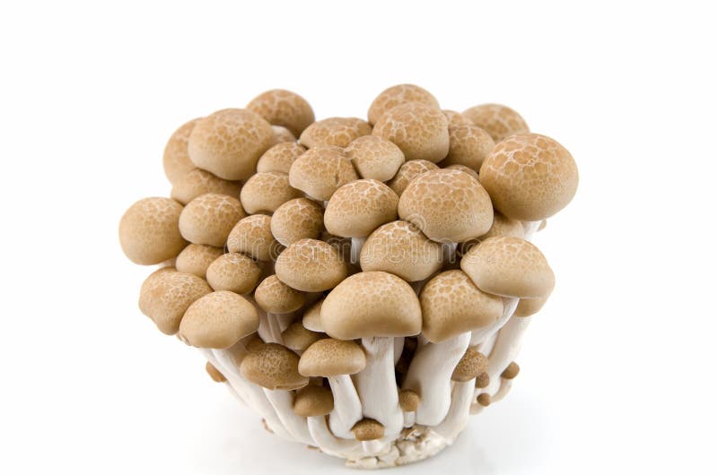 Chinese mushrooms, Enoki,Hon-shimeji and Shitake isolated on a