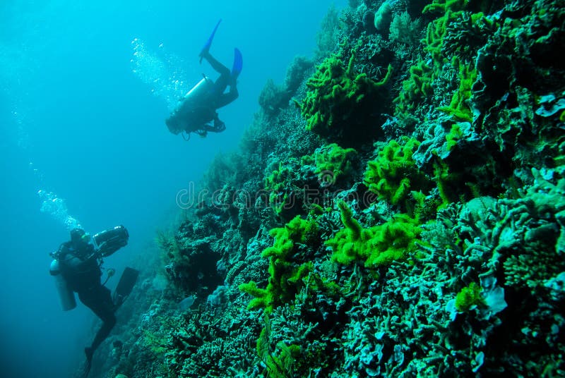 Bunaken dykning för dykapparaten för blått vatten för dykaren havet för den indonesia havsreven