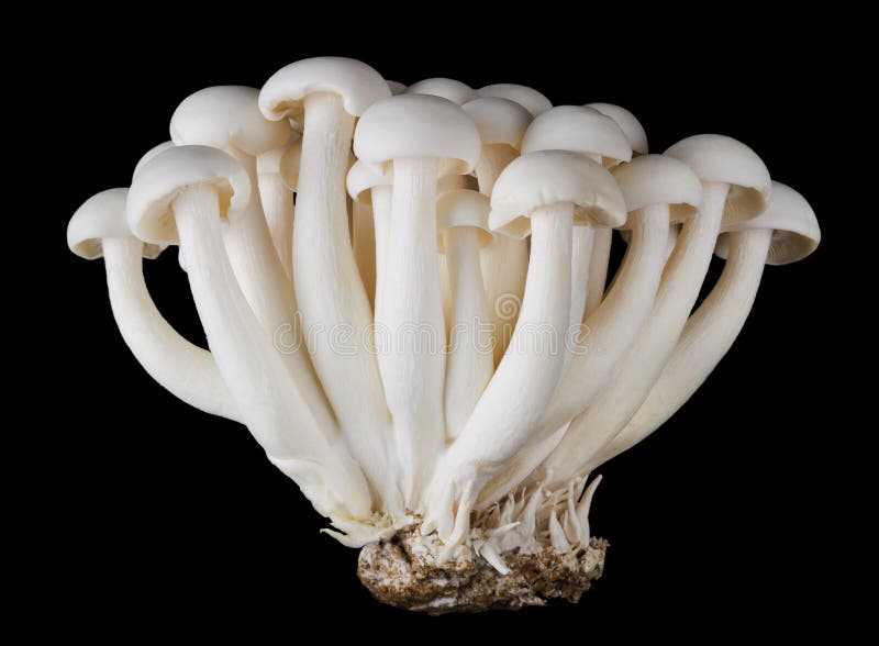 Bunapi Shimeji, White Beech Mushrooms on Black Background royalty free stock photo Bunapi Shimeji, White Beech Mushrooms on Black Background royalty free stock photo