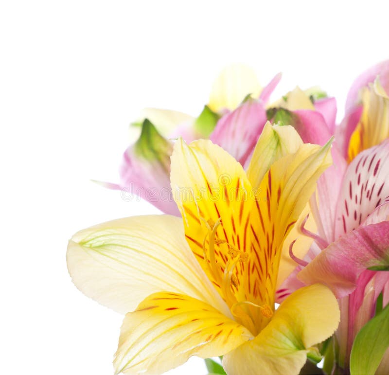 Bunch of alstroemeria flowers