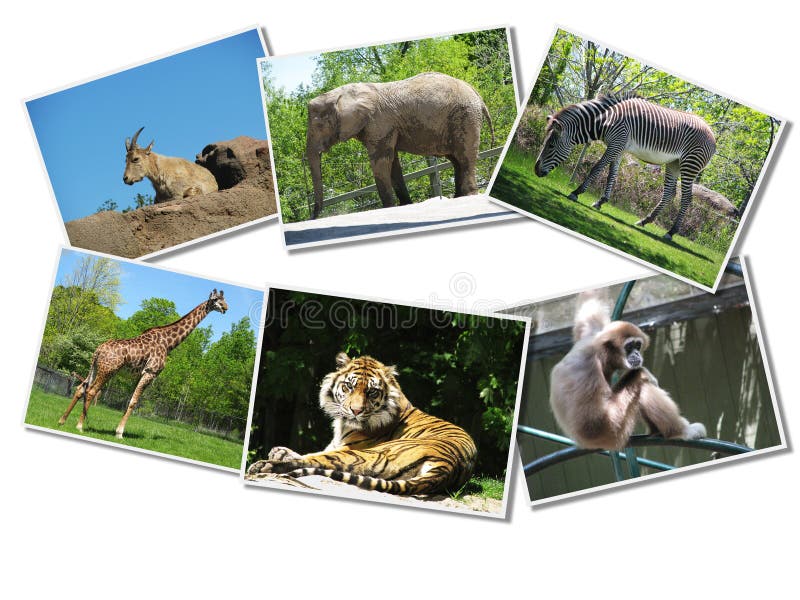 Bunch of Animals Photographs Stock Photo Image of vacation, mammal