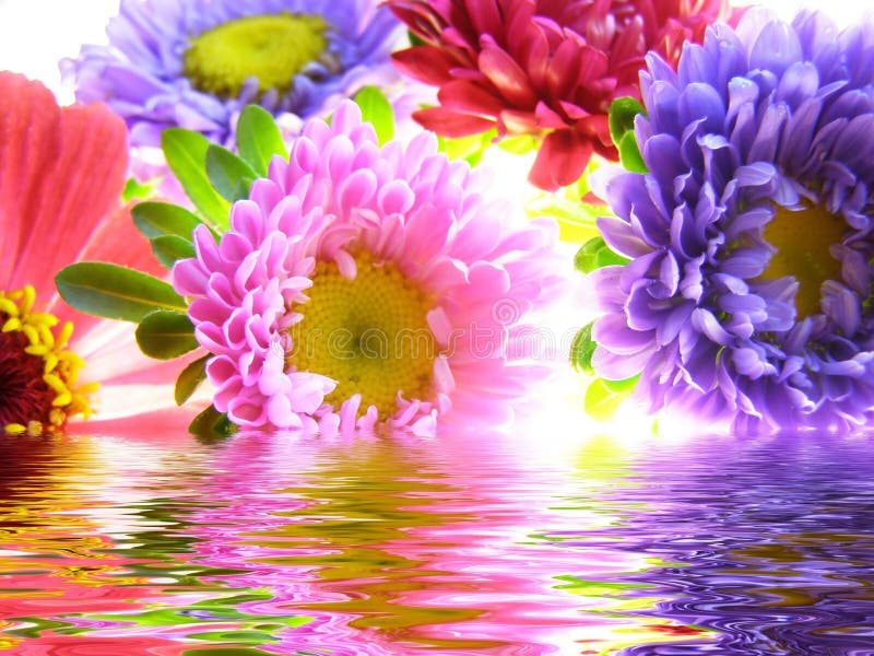 Bunch of Asters Reflected in Water Stock Photo - Image of garden, petal ...