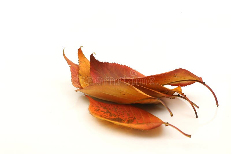 Bunch of autumn leaves stock photo. Image of foliage 11704218