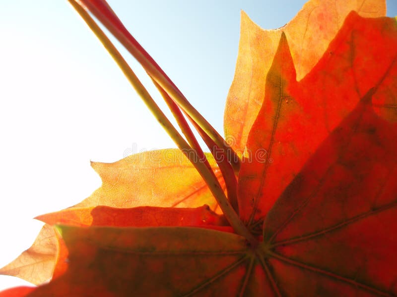 Bunch of autumn leaves stock image. Image of orange, form 274783