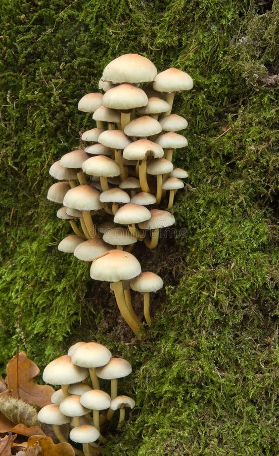 Bunch of autumnal fungi against mossy background