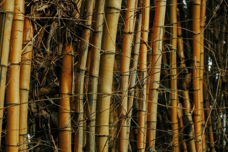 Bunch of Bamboo Trees in a Shady Area Surrounded with Thin Branches